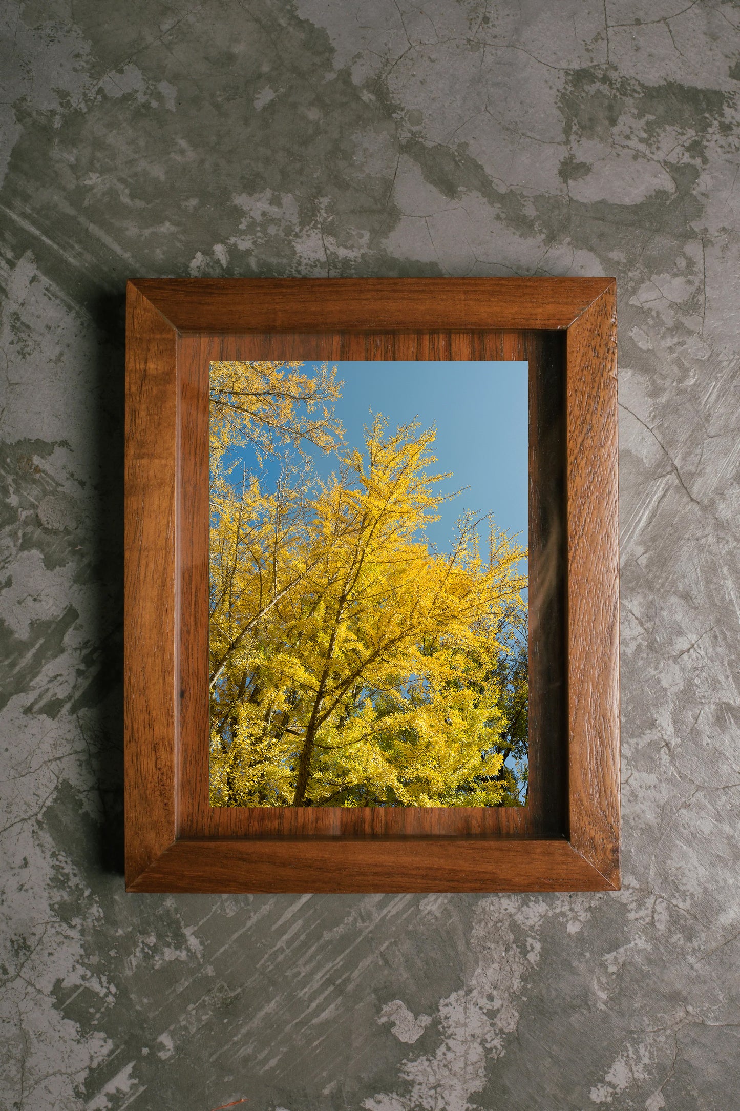 Ginkgo gold in autumn