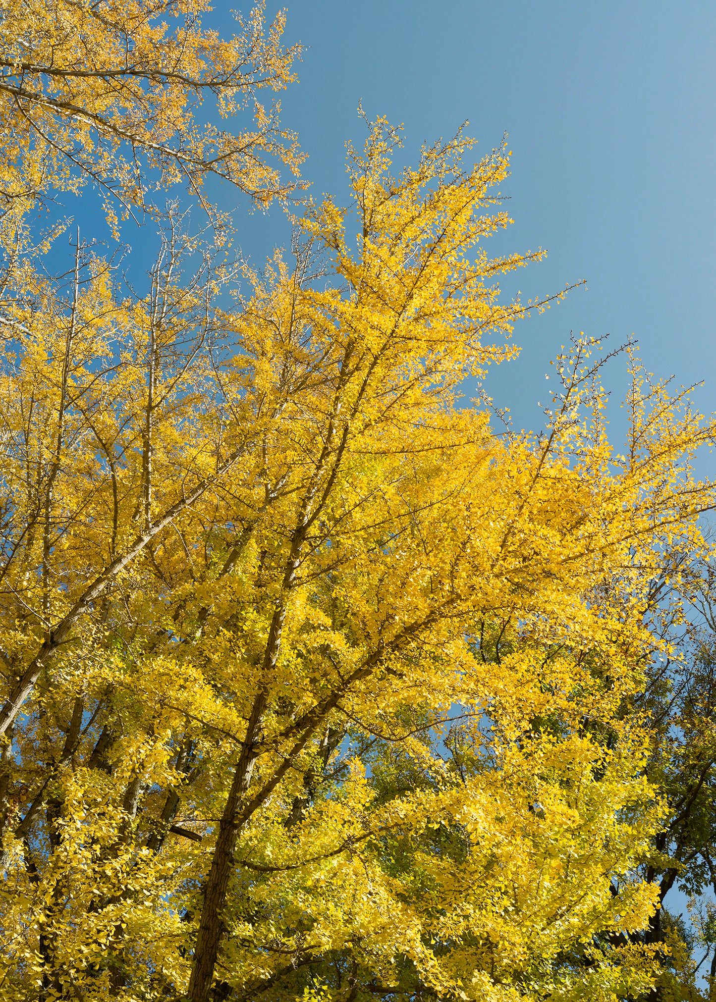 Ginkgo gold in autumn